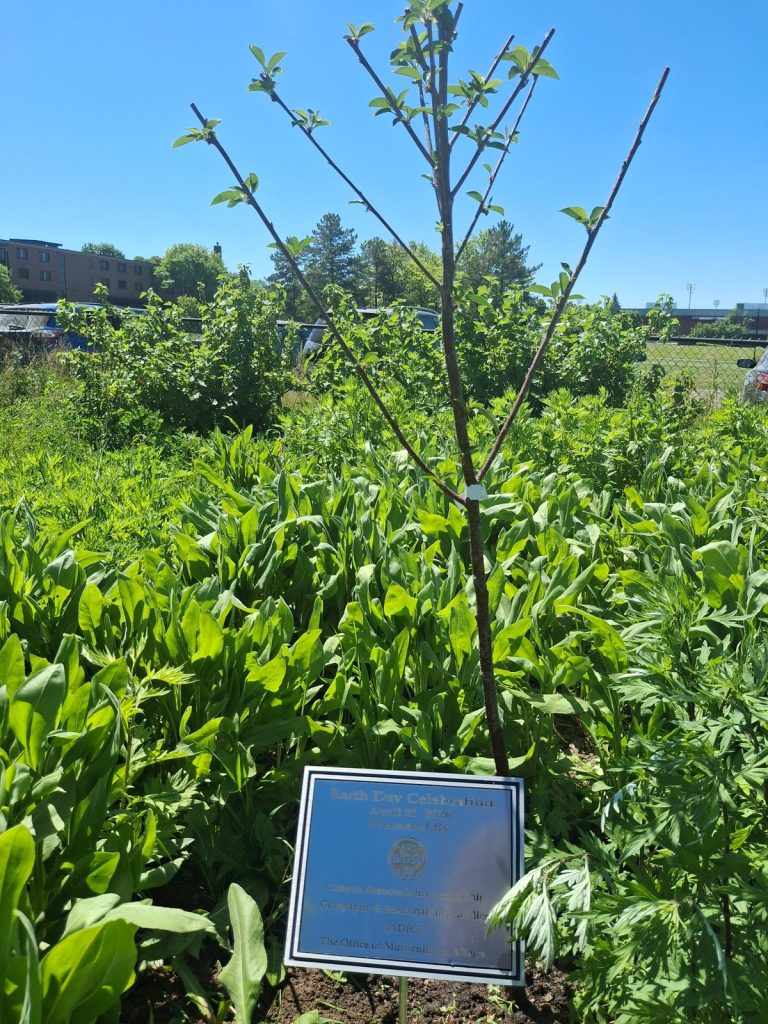 Cherry tree and plaque - 2026 Earth Day Celebration